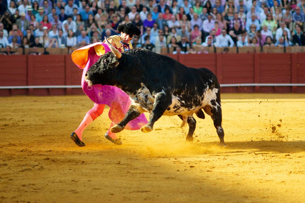 lễ hội đấu bò Tây Ban Nha