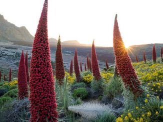 hoa Echium Wildpretii ở Tây Ban Nha